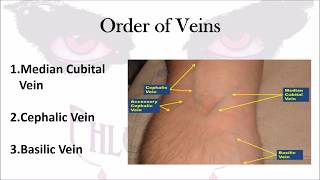 Phlebotomy The Order of Veins [upl. by Akeylah275]