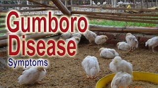 GUMBORO DISEASE in Chickens  Infectious Bursal Disease Symptoms IBD Poultry Diseases [upl. by Matazzoni428]