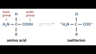 Amino Acid Zwitterion [upl. by Ahsatal]