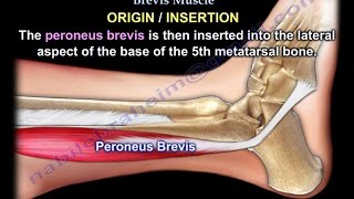 Anatomy Of The Peroneus Brevis Muscle  Everything You Need To Know  Dr Nabil Ebraheim [upl. by Ailyn]