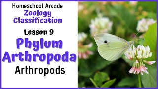 What are Arthropods  Phylum Arthropoda [upl. by Noitsirhc]