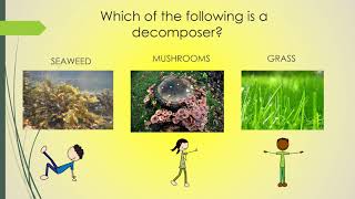 3rd Grade Producers Consumers and Decomposers [upl. by Arnaldo]