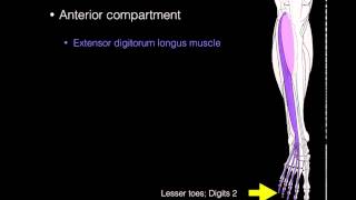 Anterior compartment leg muscles [upl. by Onirefes]