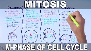 Mitosis  MPhase [upl. by Lessig]