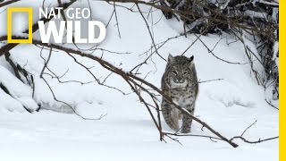 Bobcat Prey  Wild Mississippi [upl. by Noyerb]