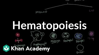 Hematopoiesis  Hematologic System Diseases  NCLEXRN  Khan Academy [upl. by Michaeline]