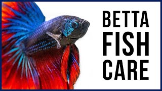 How to Care for Your New Betta Fish [upl. by Bennie]