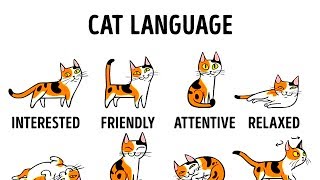 HOW TO UNDERSTAND YOUR CAT BETTER [upl. by Enaelem]