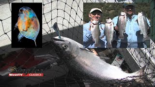 Angler West Classics 4 Shasta Lake Deep Water Salmon amp Plankton Eating Trout [upl. by Halli]