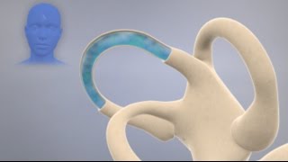 How the Inner Ear Balance System Works  Labyrinth Semicircular Canals [upl. by Sorensen]