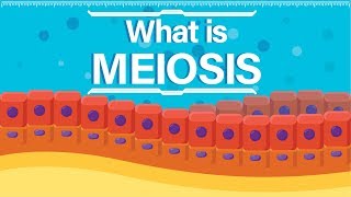 What is Meiosis  Animated Explanation [upl. by Neirod]