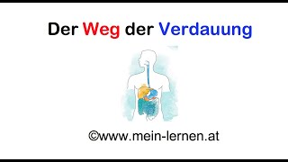 Der Weg der Verdauung [upl. by Cavan]