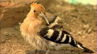 Hoopoe Bird [upl. by Eelsha673]