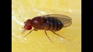 Fruit Flies Drosophila melanogaster Life Cycle [upl. by Annal159]