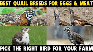 QUAIL BREEDS FOR MEAT amp EGGS  Coturnix Bobwhite California Button Mountain Montezuma Quail [upl. by Ahsemac120]