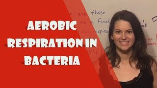 Aerobic Respiration in Bacteria [upl. by Bred878]