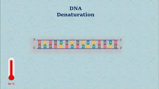 Sanger DNA Sequencing  Gel Electrophoresis Animation [upl. by Ibson]