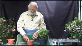 Taking Fuchsias Cuttings [upl. by Vil]