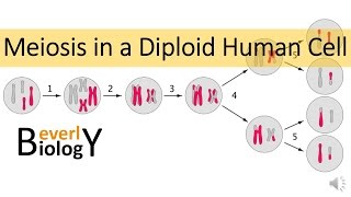 Meiosis in Human Cells [upl. by Enoed]