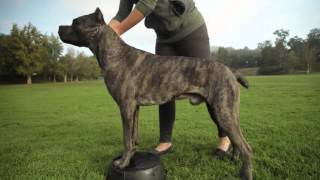 CANE CORSO A DOG LOVERS INTRODUCITION [upl. by Brentt]