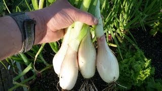 Allotment Diary  How to grow Shallots from seed [upl. by Kluge]