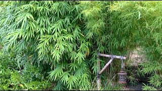 How To Grow A Bamboo Hedge [upl. by Farmer]