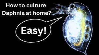 BEST Live Fish Food Beginner guide How to Culture Daphnia at home [upl. by Itteb]