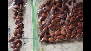 American Persimmon Seed Stratification 2020 [upl. by Metah]