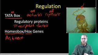 Prokaryotic and Eukaryotic Gene Regulation [upl. by Nesral18]