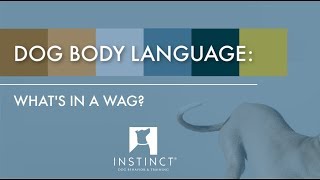 Dog Body Language Wagging Tails [upl. by Beverlie976]