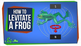 Diamagnetism How to Levitate a Frog [upl. by Anilrac]