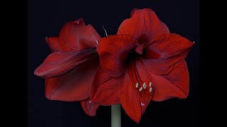 Growing Amaryllis Flowers Must To Know Tip [upl. by Yderf]