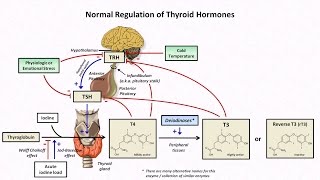 Thyroid Hormones Anatomy and Physiology [upl. by Neomah479]