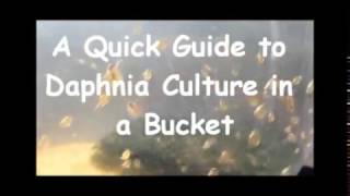 How to culture daphnia outside [upl. by Enair]