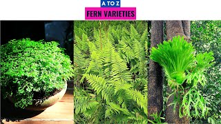 Fern Varieties A to Z [upl. by Weinhardt956]