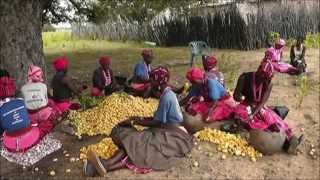 Oshituthi shomagongo marula fruit festival [upl. by Iggam]