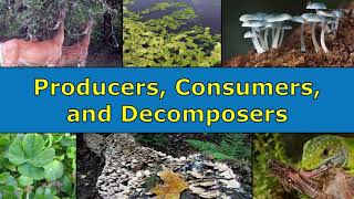 Producers Consumers and Decomposers Overview [upl. by Sirad]