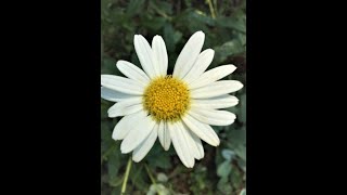 Shasta Daisies Cutting Back and Propagating The Cuttings [upl. by Chancelor]