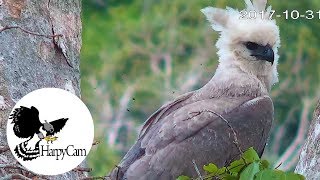 Harpy eagle Harpia harpyja in the Amazon  HarpyCam [upl. by Previdi]