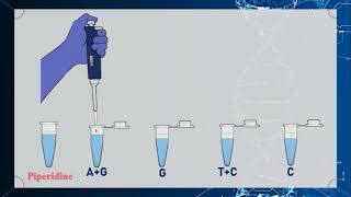 Maxam–Gilbert DNA Sequencing Method Animation [upl. by Vasti]