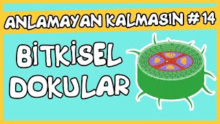 Anlamayan Kalmasın 14 Bitkisel Dokular [upl. by Schnurr]