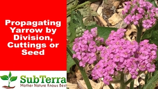 Propagating Yarrow Achillea Millefolium by Cutting and Division [upl. by Asereht671]