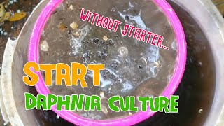 How to culture daphnia moina the easy way 1  Starting the Daphnia culture [upl. by Einnob]