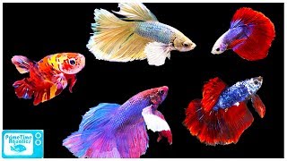 Betta Fish Care Guide Everything You Need to Know [upl. by Nuahsyar]