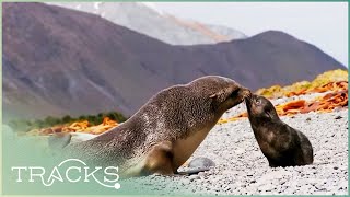 Edge of Nowhere Journey to Macquarie Island Full Documentary  TRACKS [upl. by Eirahcaz347]