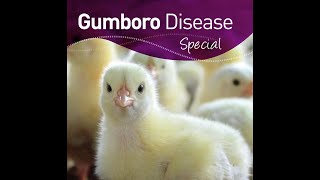 Infectious Bursal Disease Gumboro in Poultry [upl. by Nnaassilem]