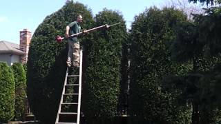 16ft Gigantic Arborvitae  Shrub Trimming [upl. by Ardel]