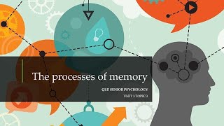 The Processes of Memory [upl. by Sheffy]