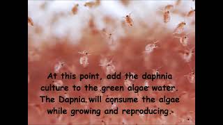 Daphnia  How to grow daphnia in your home [upl. by Elegna]