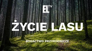 Życie lasu – bogactwo przyrodnicze [upl. by Nava]